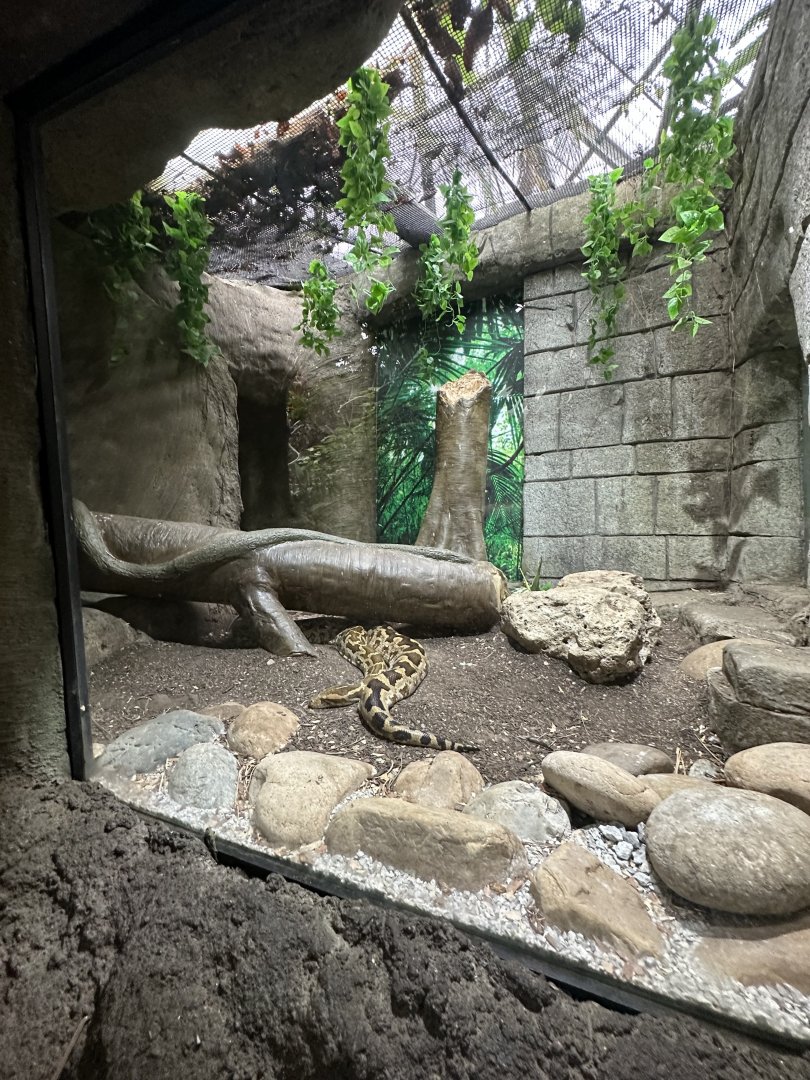 Sep. 2025 - Rainforest - Indian Python Enclosure