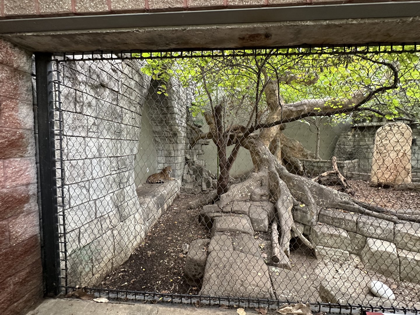 Sep. 2025 - Rainforest - Jaguar Enclosure (partial)