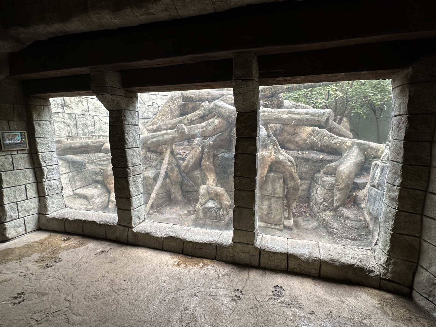 Sep. 2025 - Rainforest - Jaguar Viewing Area (indoor)