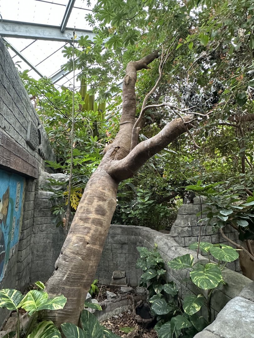 Sep. 2025 - Rainforest - Mixed Reptile Enclosure