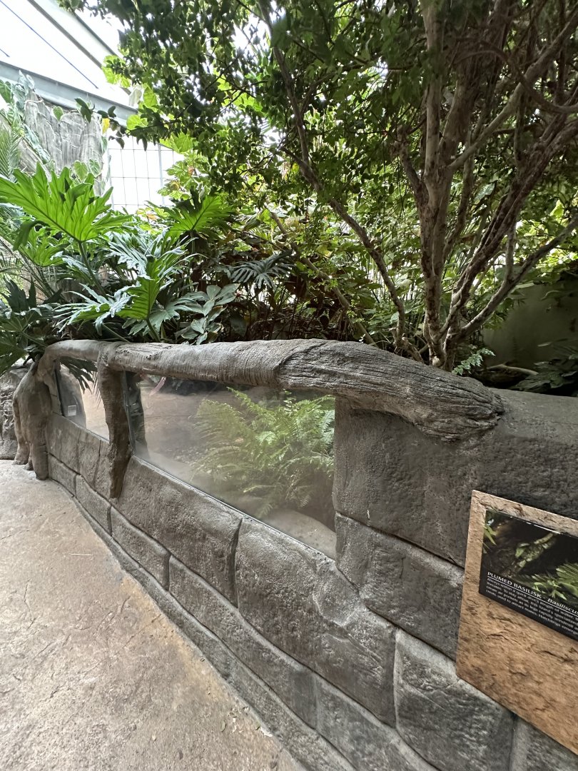 Sep. 2025 - Rainforest - Open-Topped Basilisk Enclosure!