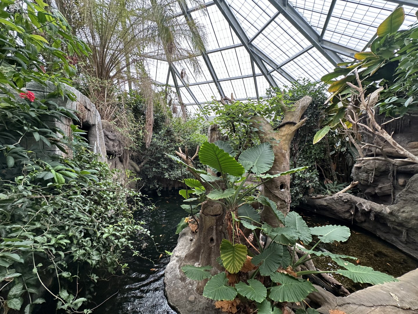 Sep. 2025 - Rainforest - Panorama