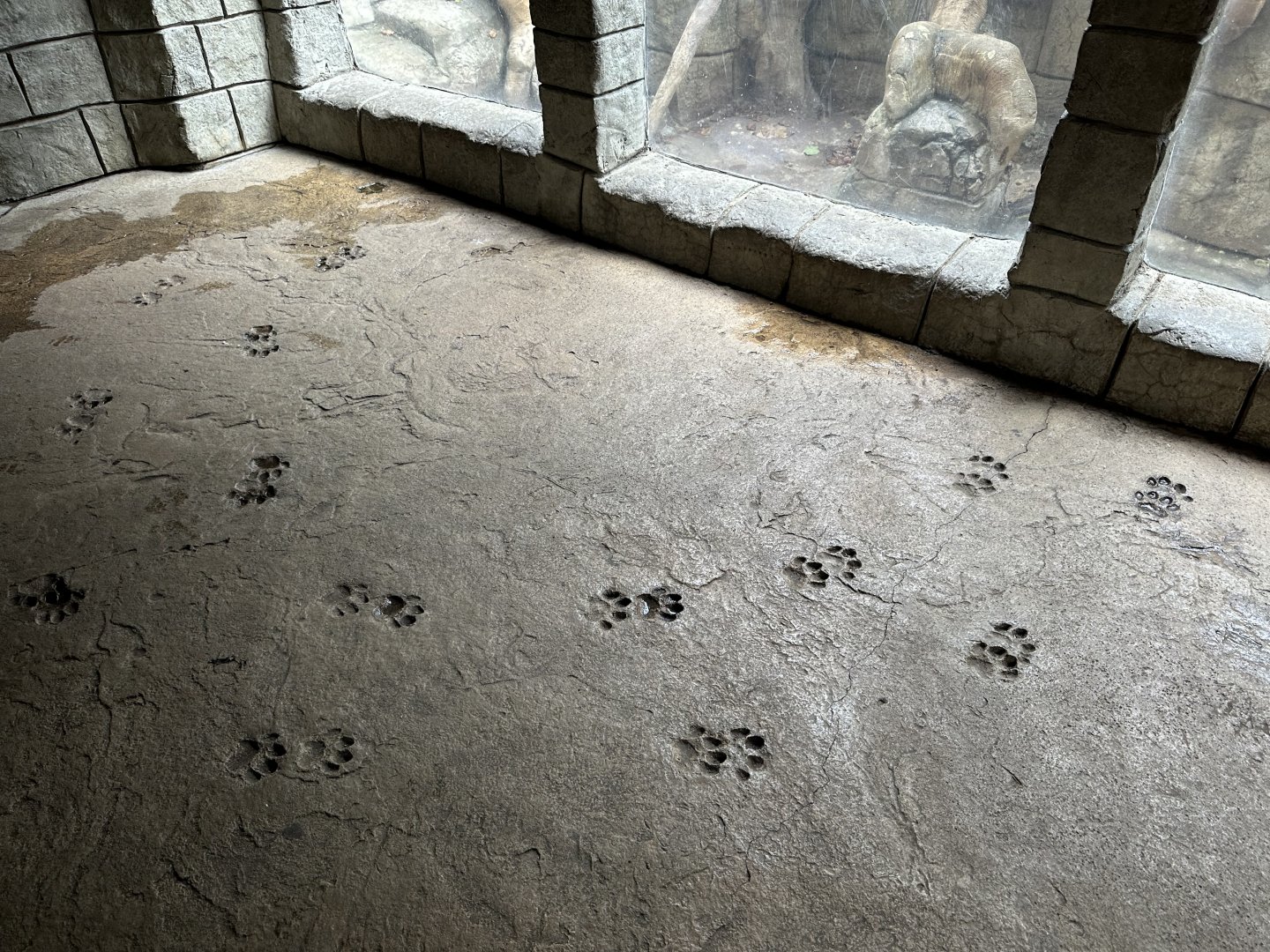 Sep. 2025 - Rainforest - Paw-Print Details
