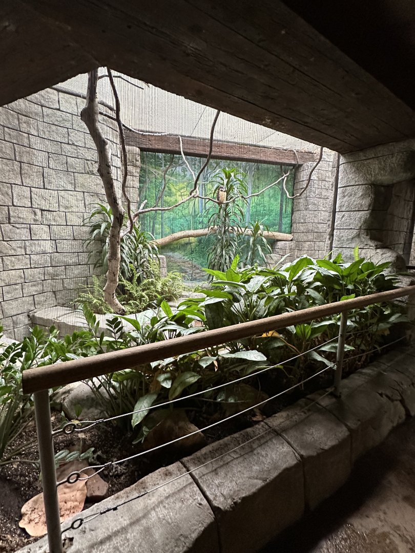 Sep. 2025 - Rainforest - Spectacled Owl Enclosure