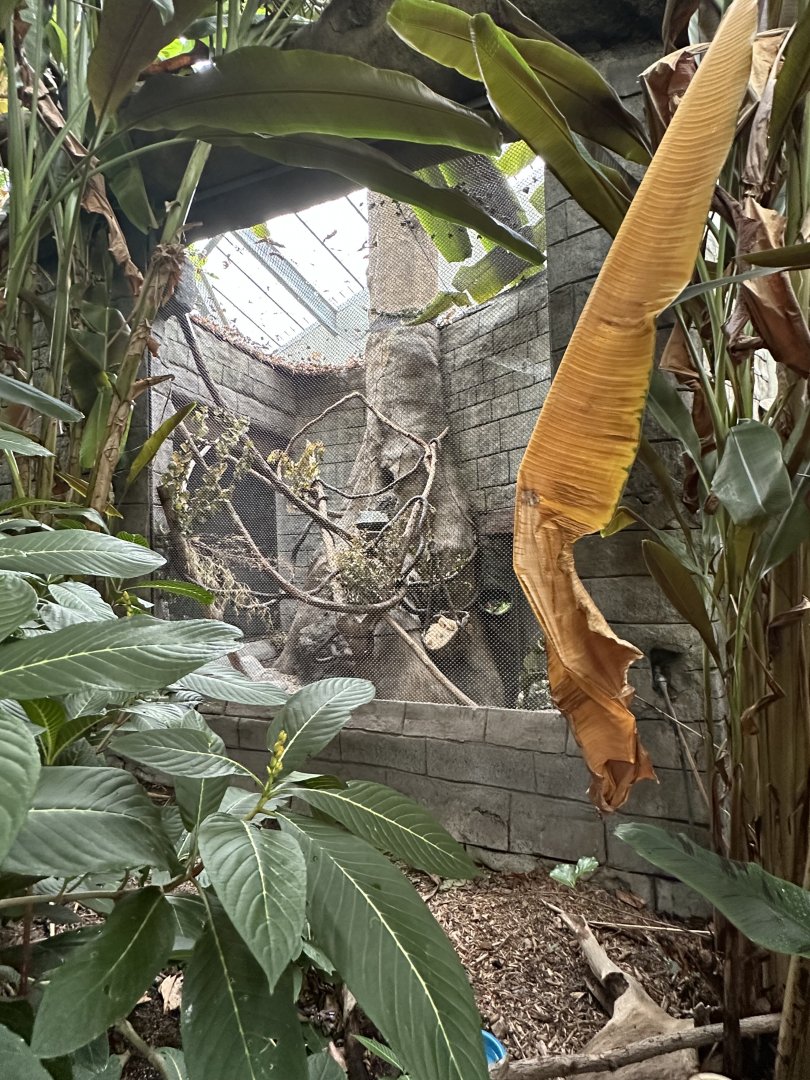Sep. 2025 - Rainforest - Two-Toed Sloth Enclosure