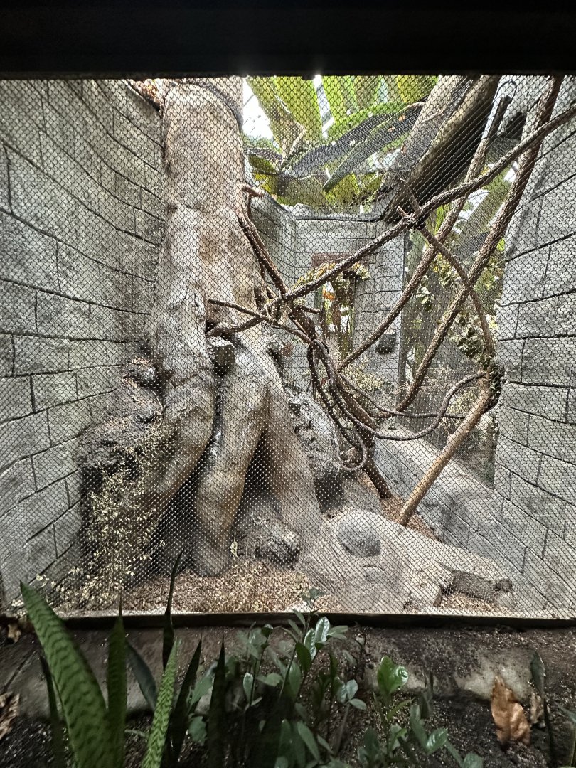 Sep. 2025 - Rainforest - Two-Toed Sloth Enclosure