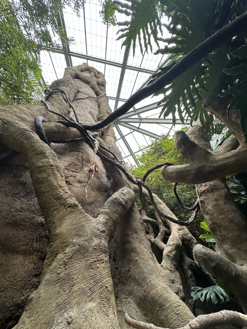 Sep. 2025 - Rainforest - View of the Canopy