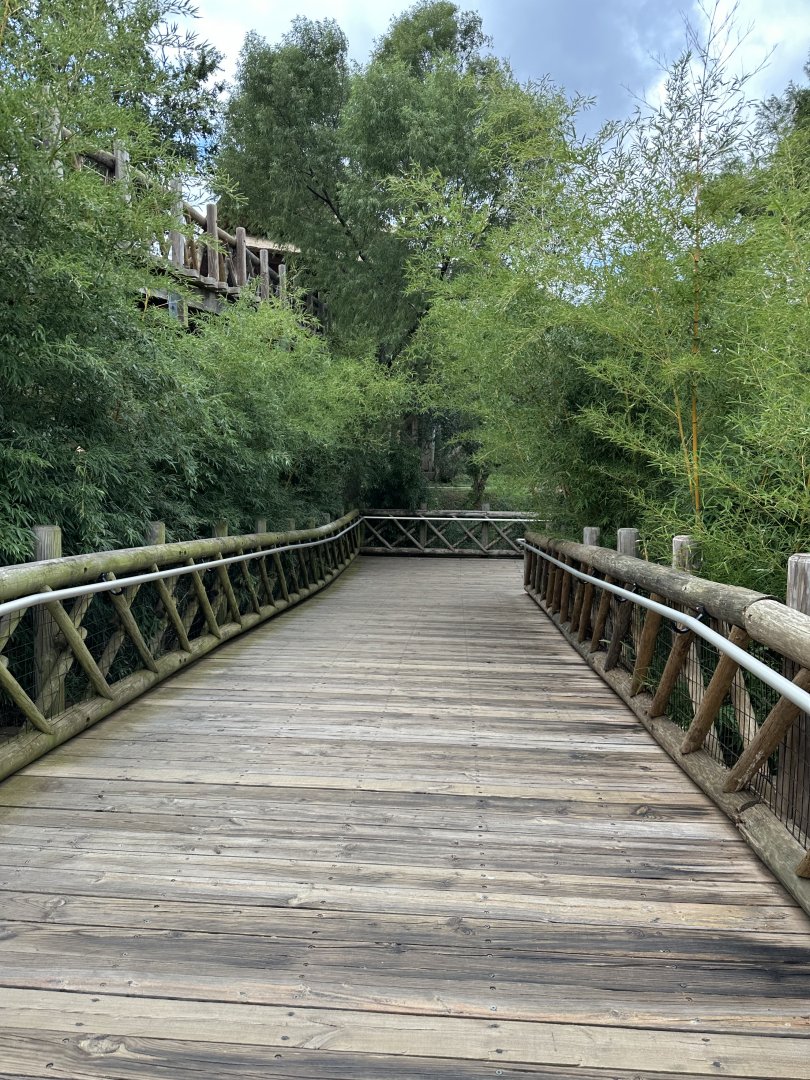 Sep. 2025 - Sanctuary Asia - Downward-Facing Boardwalk