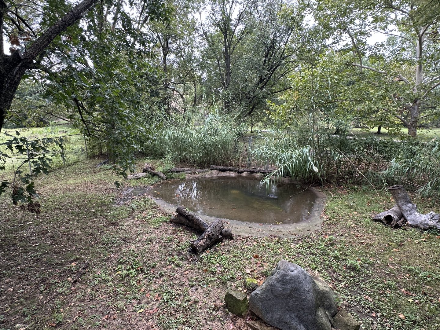 Sep. 2025 - Wild Life Trek - American Alligator Enclosure