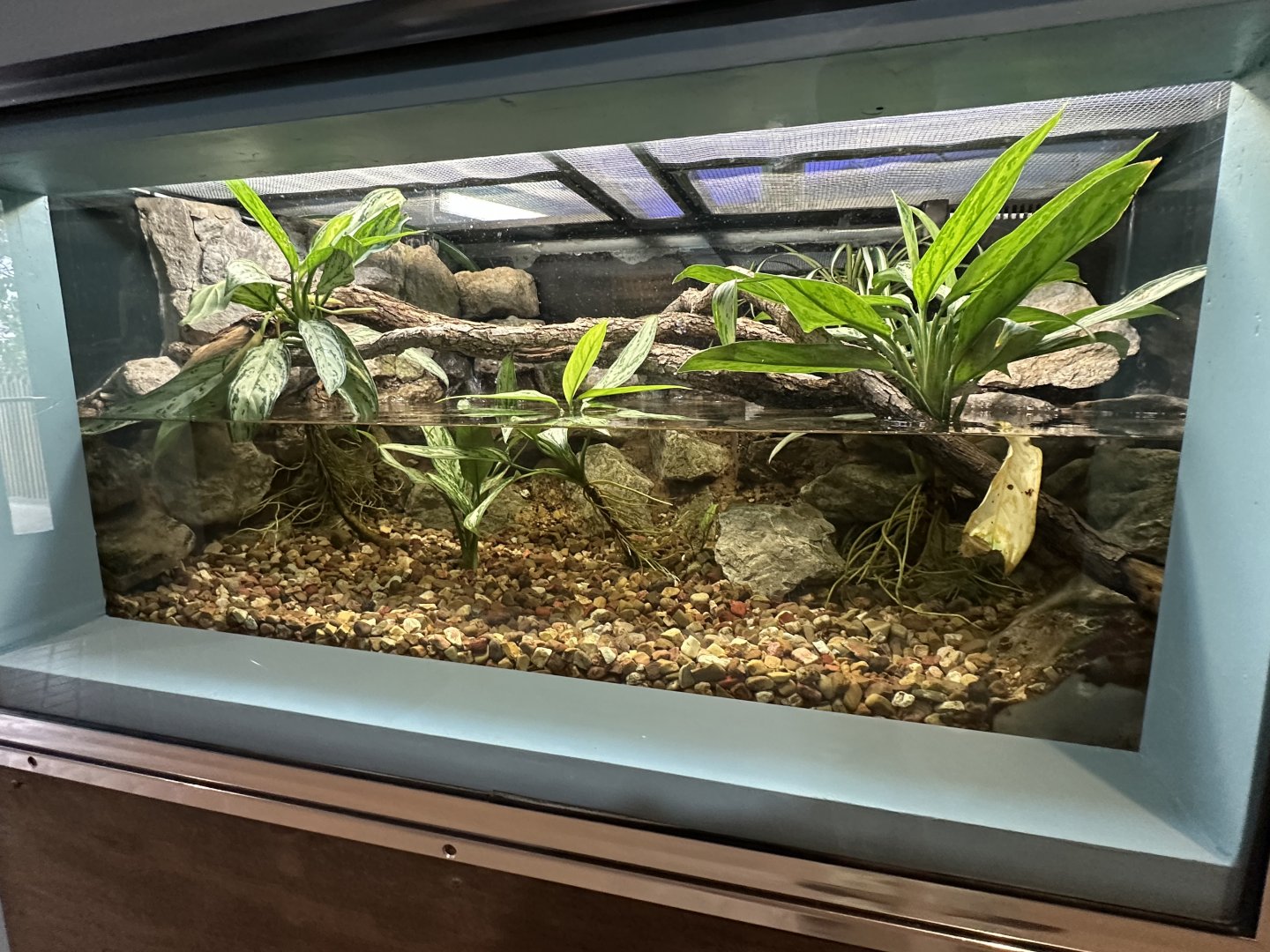 Sep. 2025 - Wild Life Trek - Crocodile Skink Terrarium