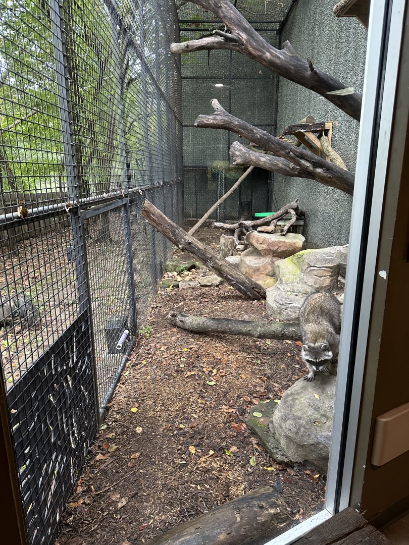 Sep. 2025 - Wild Life Trek - Raccoon Enclosure