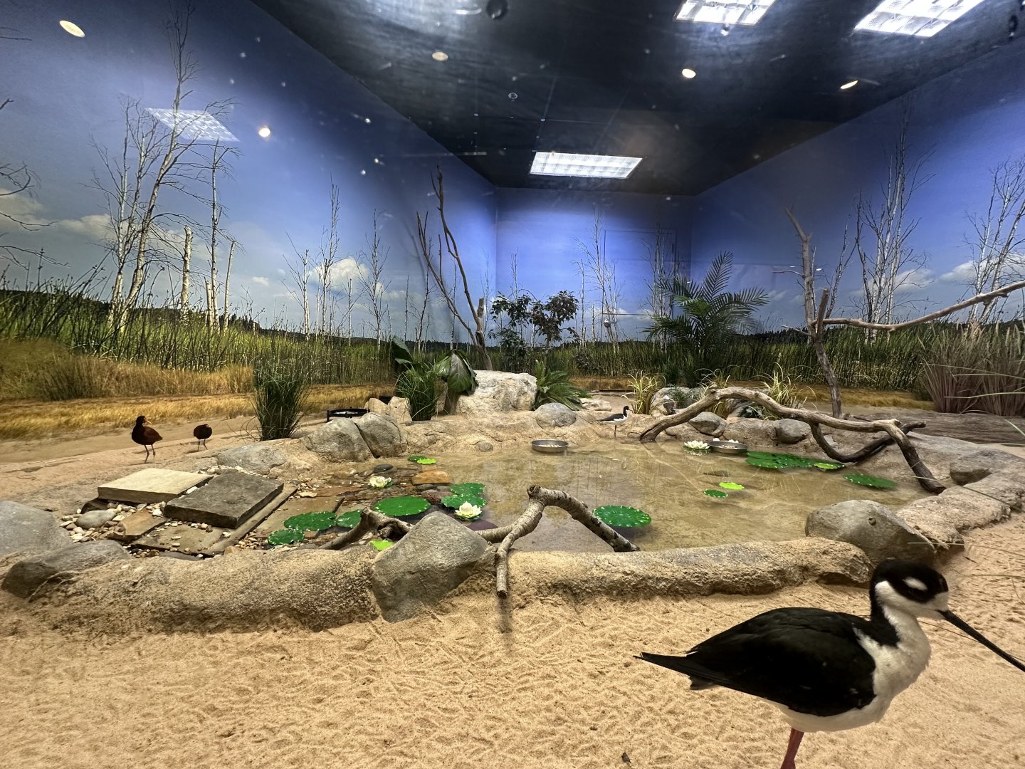 Sep. 2025 - Wild Life Trek - Stilt Exhibit