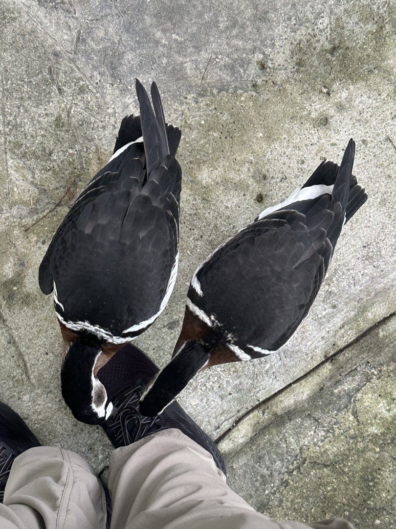 Sep. 2025 - Wings of Asia - Curious Geese