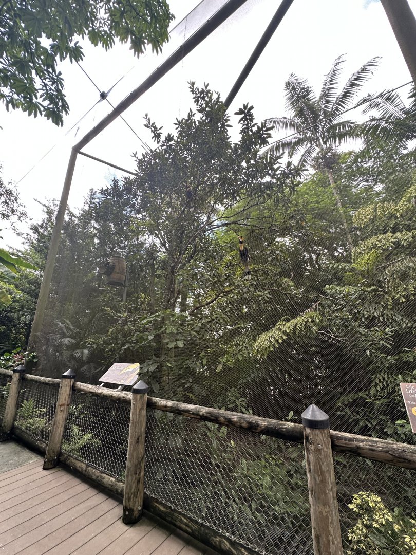 Sep. 2025 - Wings of Asia - Great Hornbill Aviary