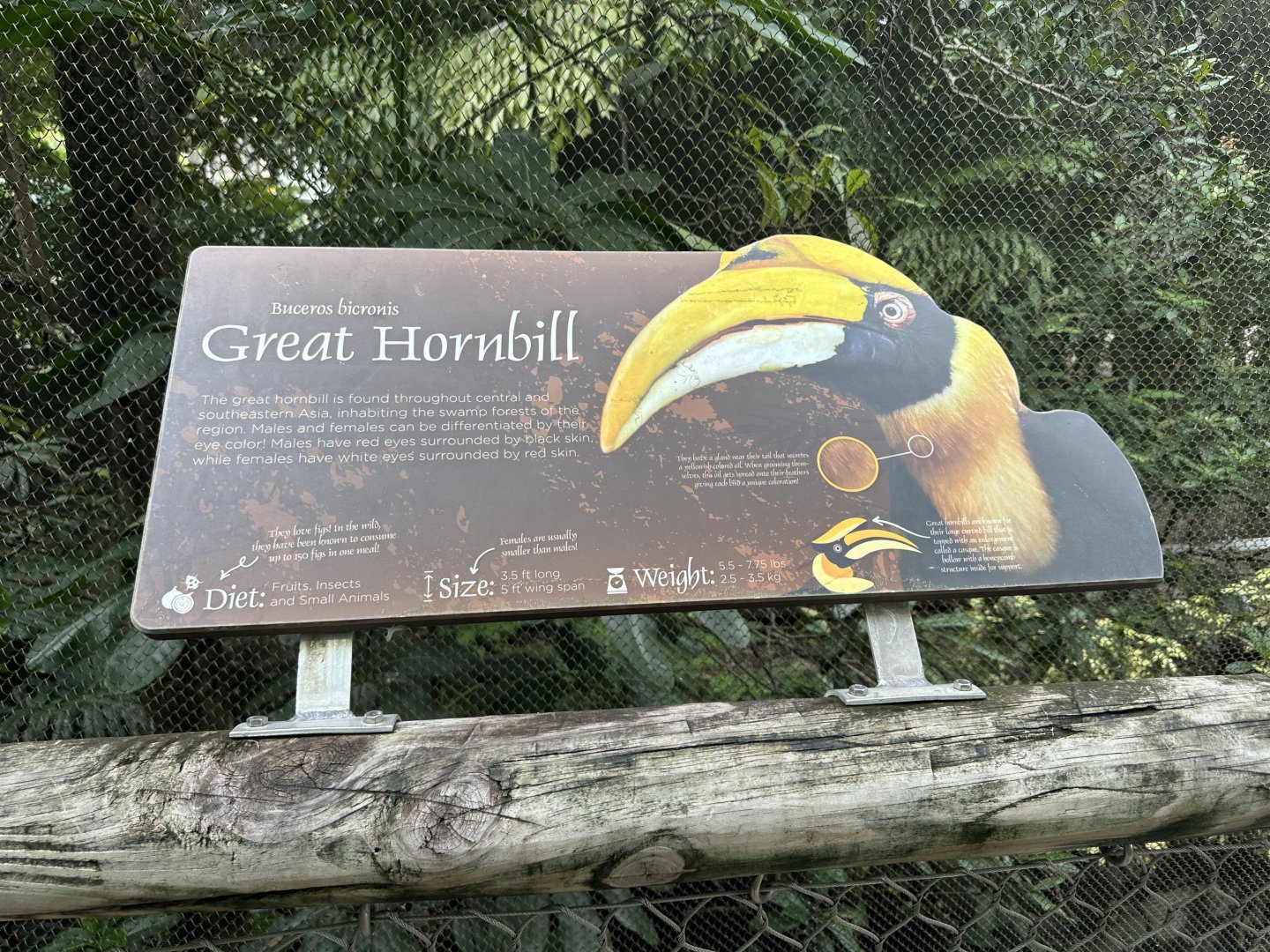 Sep. 2025 - Wings of Asia - Hornbill Signage