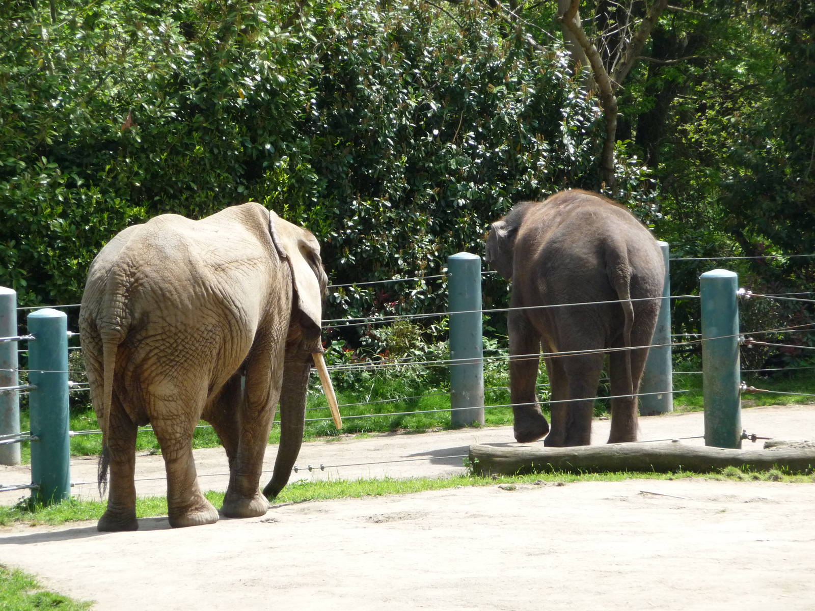 Separate Elephants - African + Asian