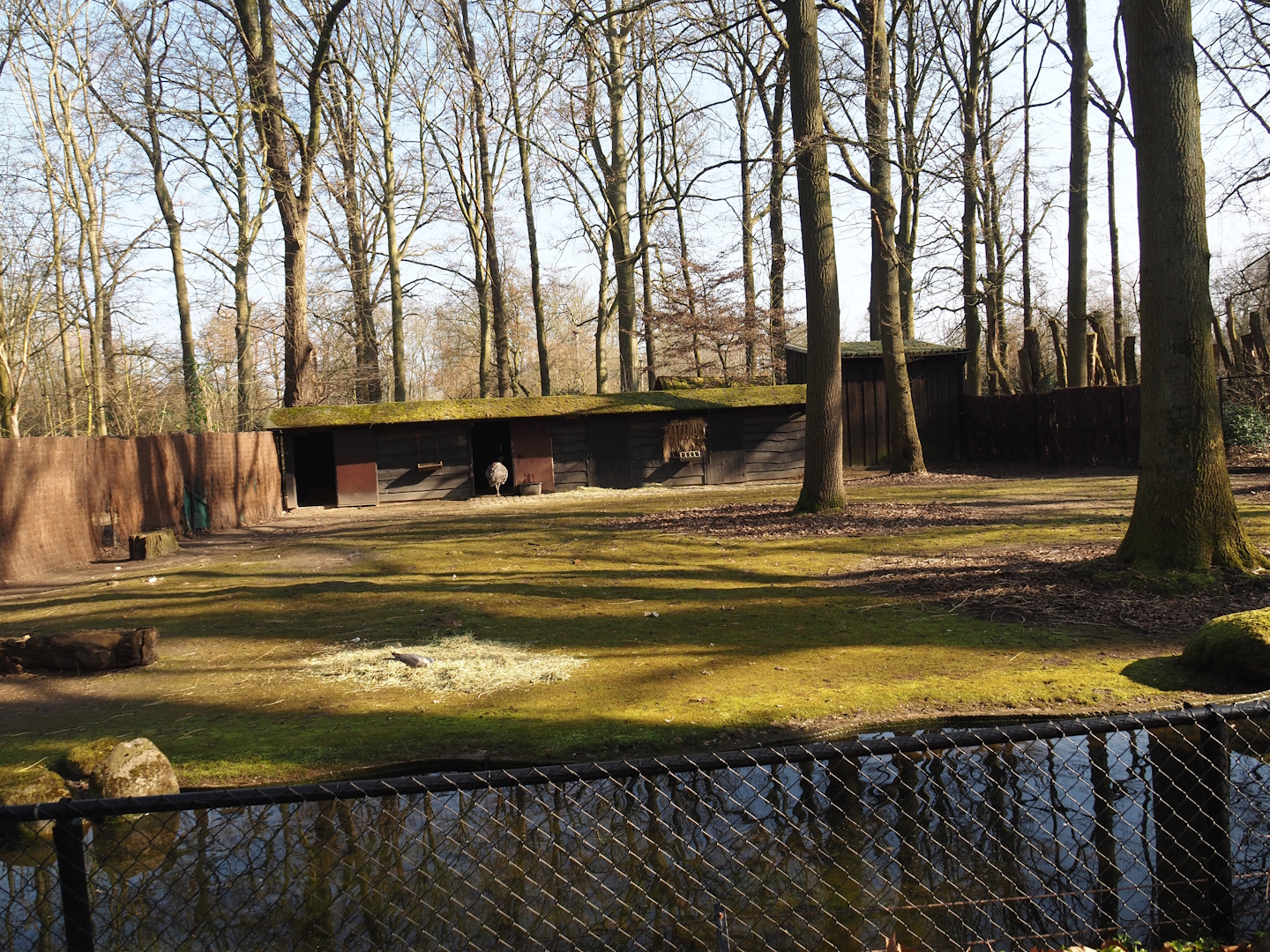 Separate paddock for Darwin's rheas, 2025-03-02