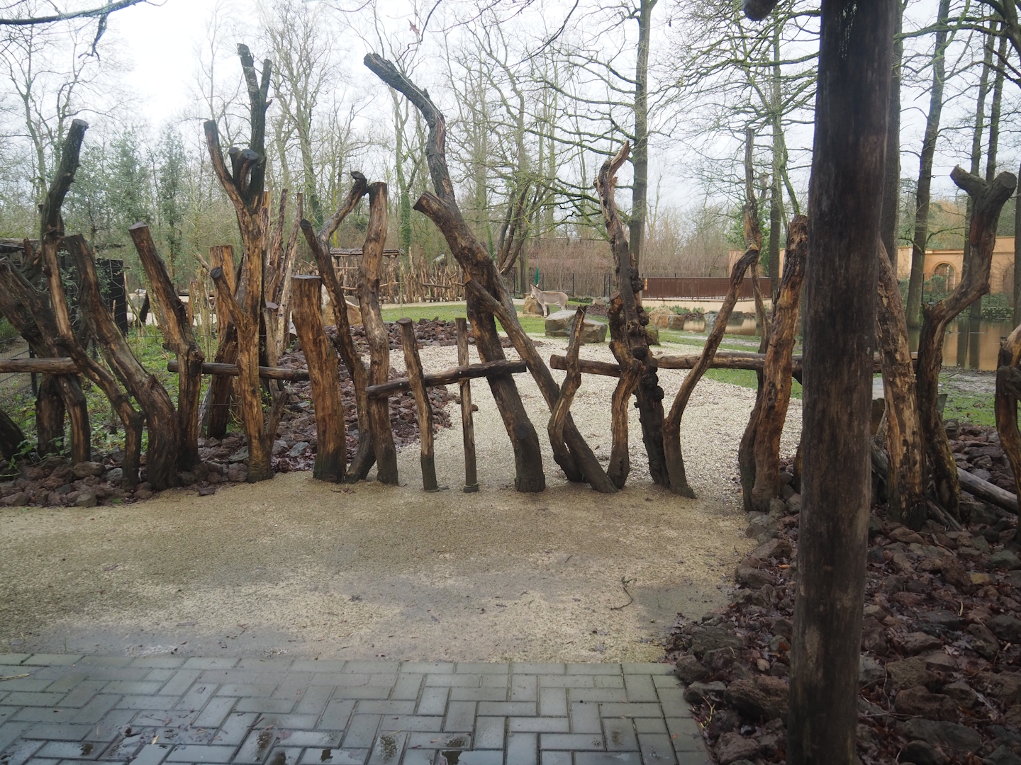 Separate resting and feeding area for Dorcas gazelles in Somali wild ass, Saharan Dorcas gazelle and North African ostrich exhibit, 2024-01-01