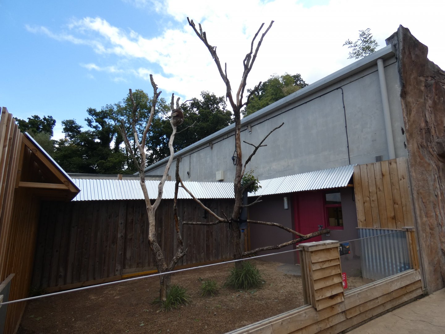 Separate Southern Koala outdoor enclosure