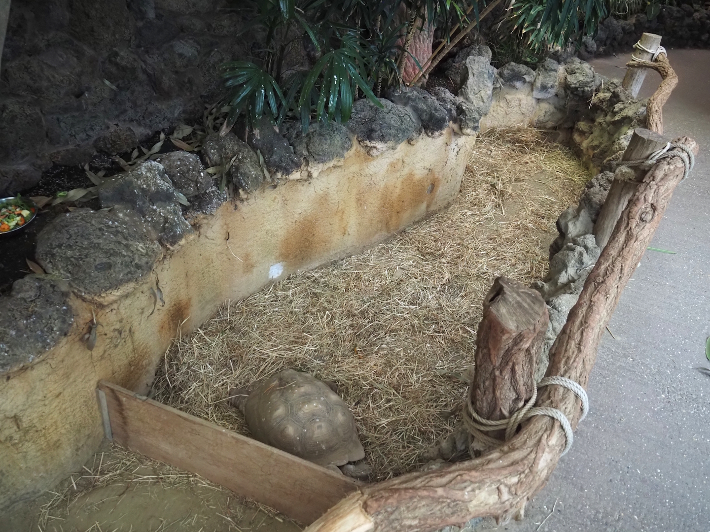 Separated African spurred tortoise, 2025-01-04