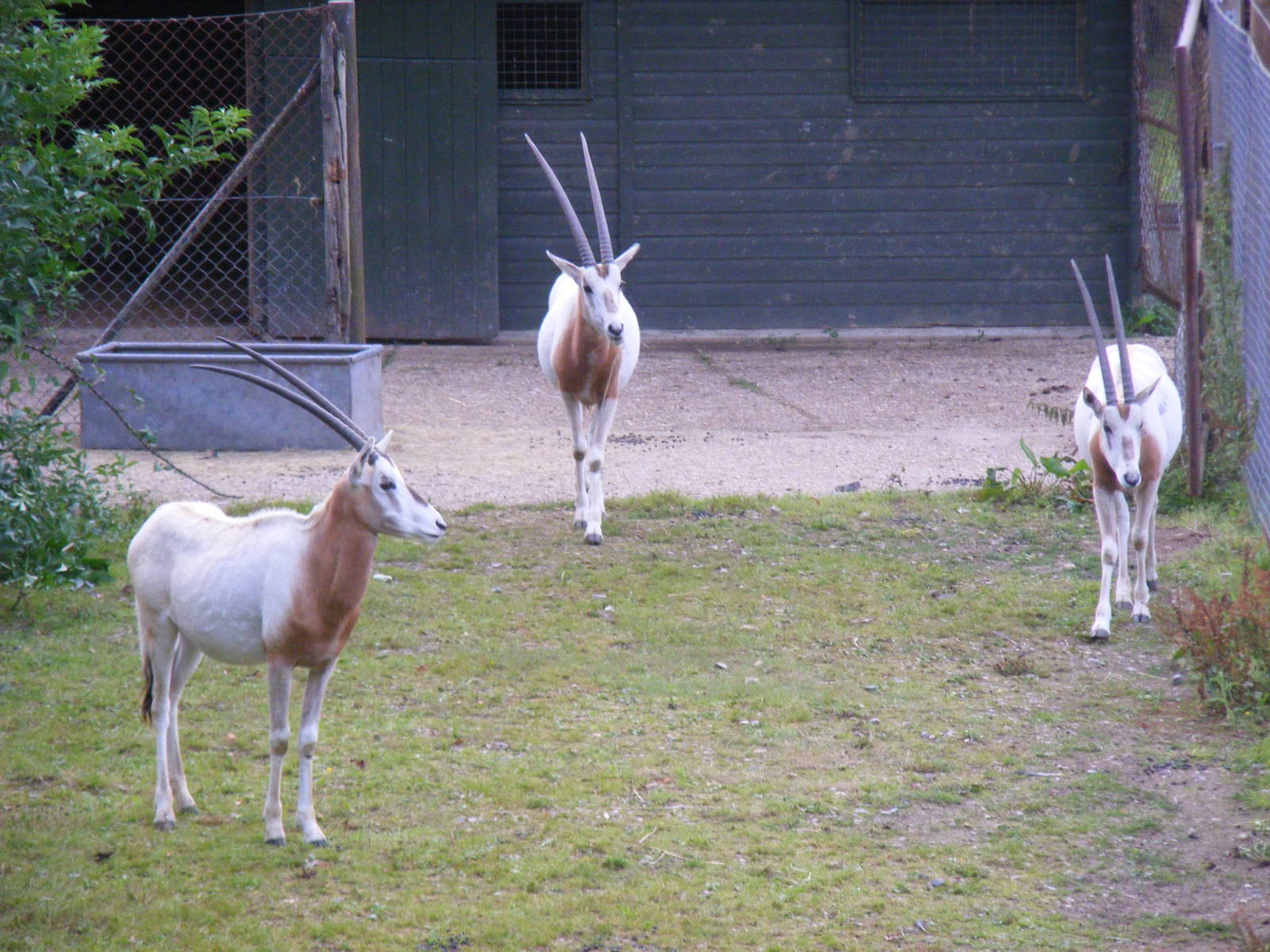 Separated male scimitar-horned oryxes at Marwell Wildlife, 8 July 2011