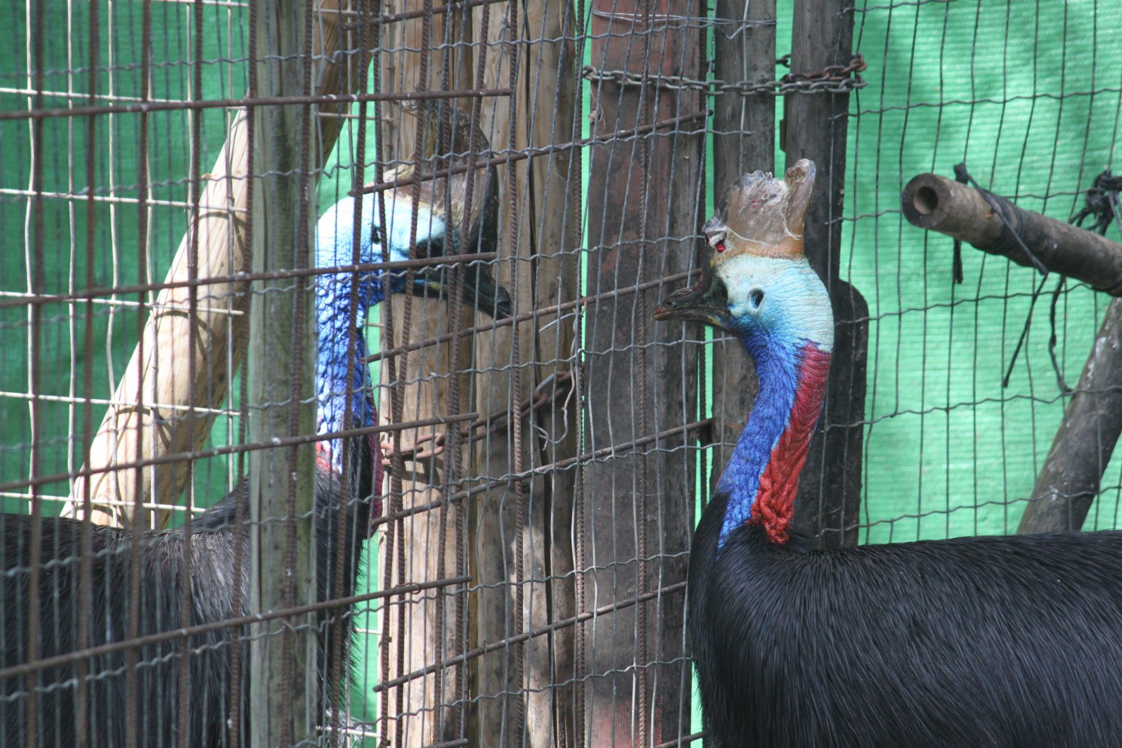 Separated Southern cassowaries
