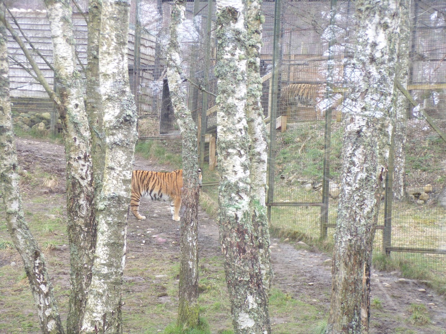 Separated tigers 5.4.24