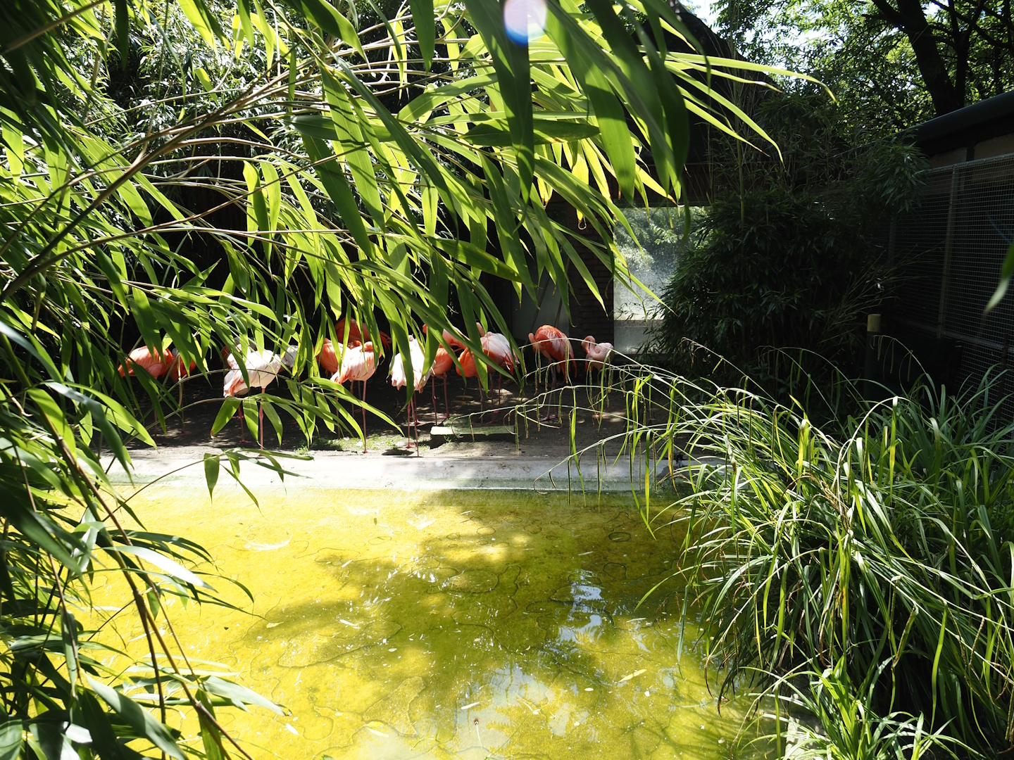 Separation area for American, greater and possible hybrid flamingos, 2024-06-08