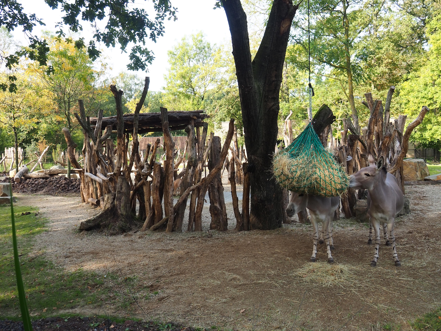 Separation area for Saharan Dorcas gazelles in Somali wild ass, Saharan Dorcas gazelle and North African ostrich exhibit, 2023-10-04
