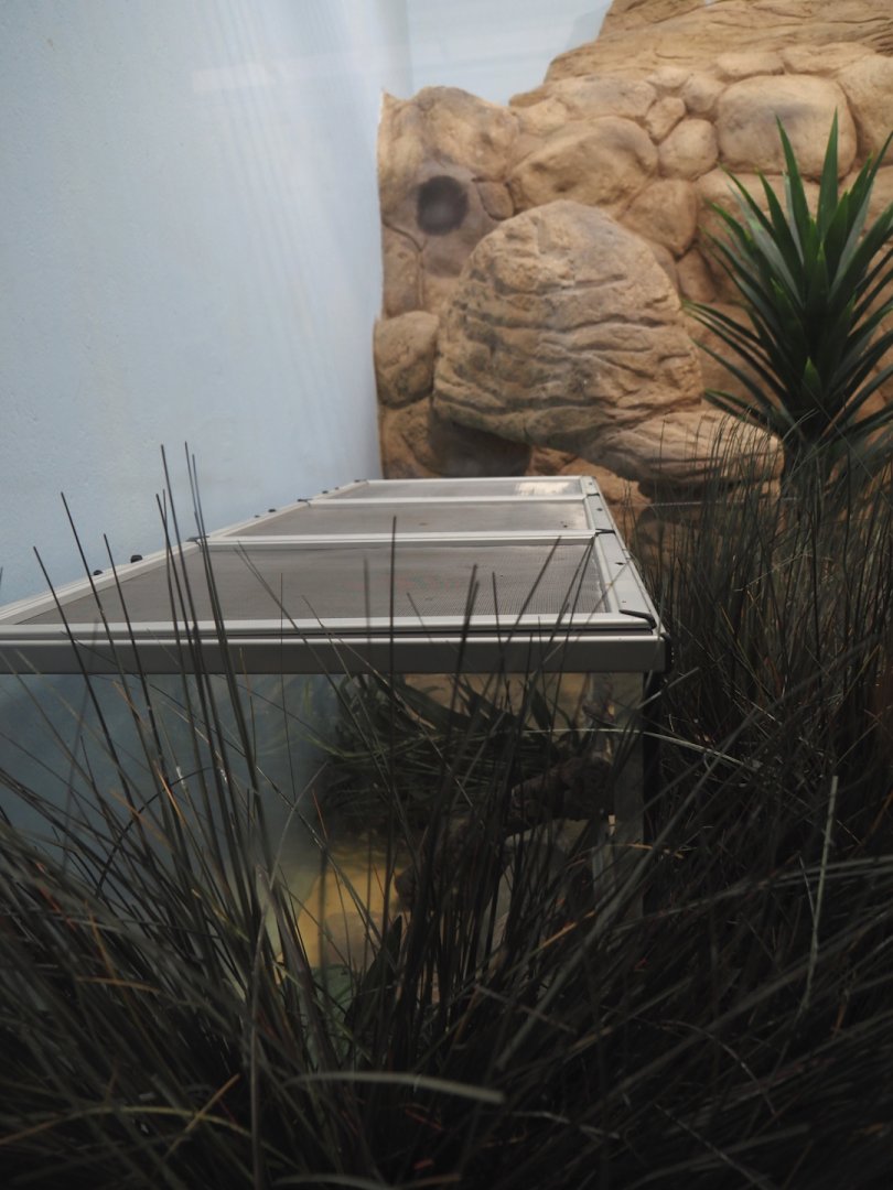 Separation area in Round-eared elephant shrew exhibit, 2025-07-21