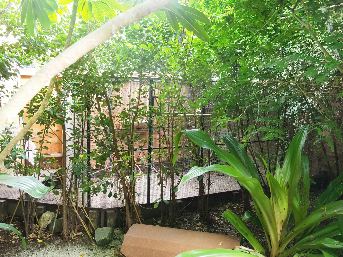 Separation aviary in the South American section housing Green-cheeked conures, 2022-08-28