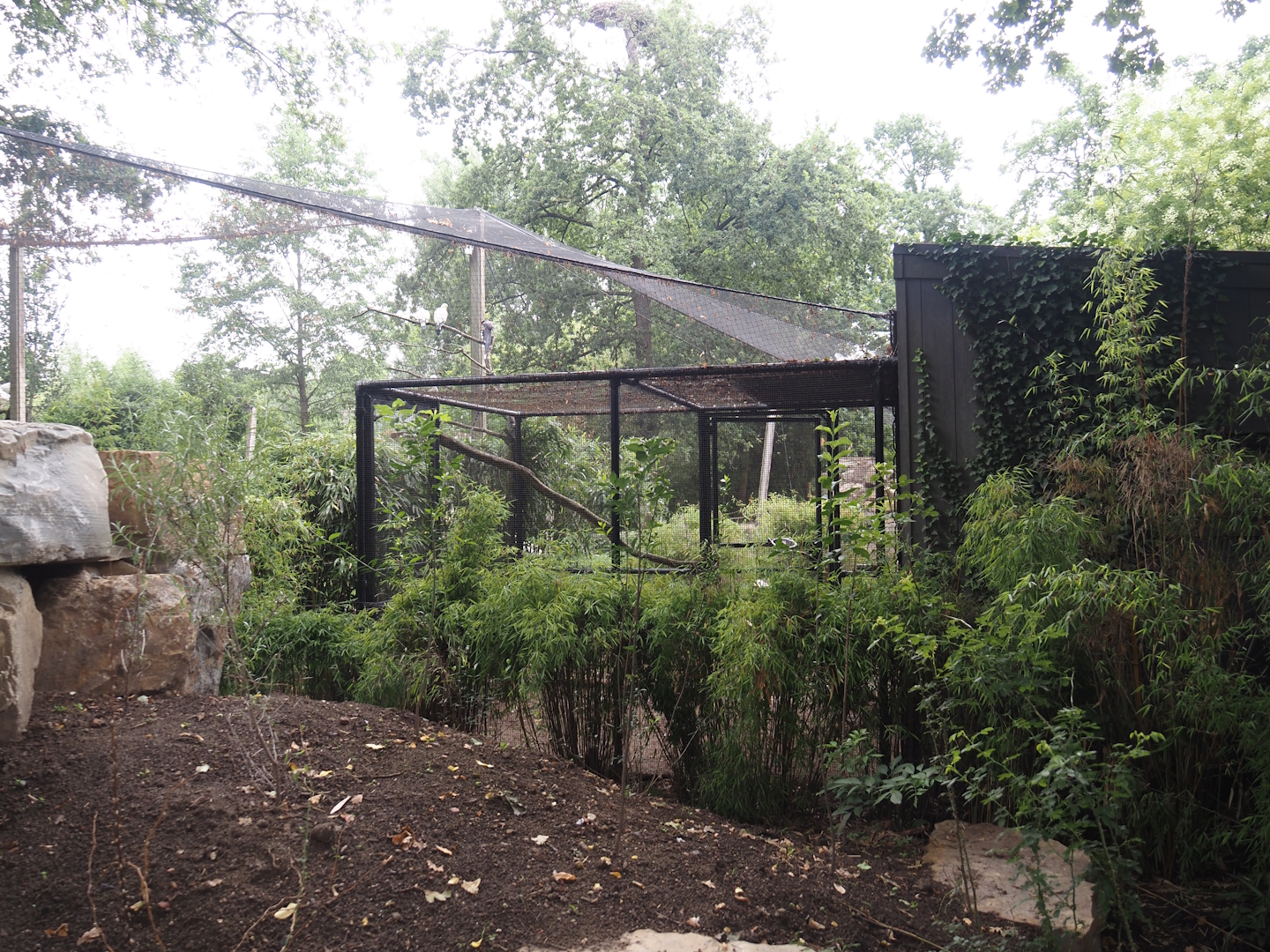 Separation aviary next to the new Oriental white stork aviary,  2025-07-12