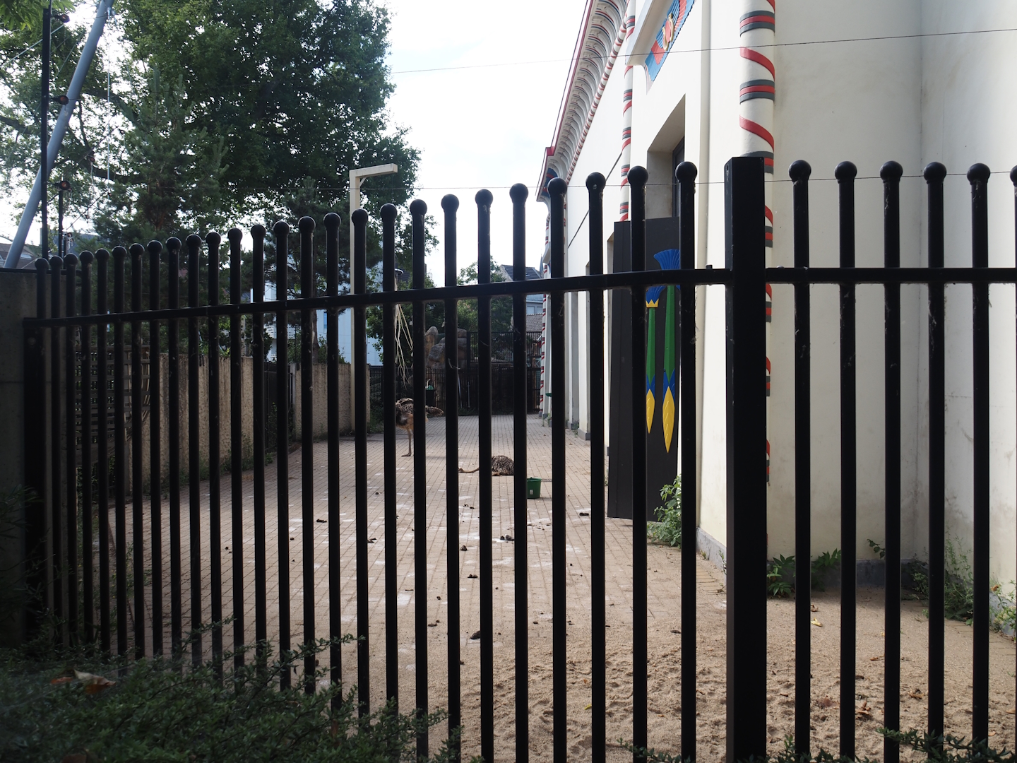 Separation exhibit next to the giraffe exhibit, on the aviary side of the Egyptian Temple, currently home to juvenile ostriches, 2025-07-21