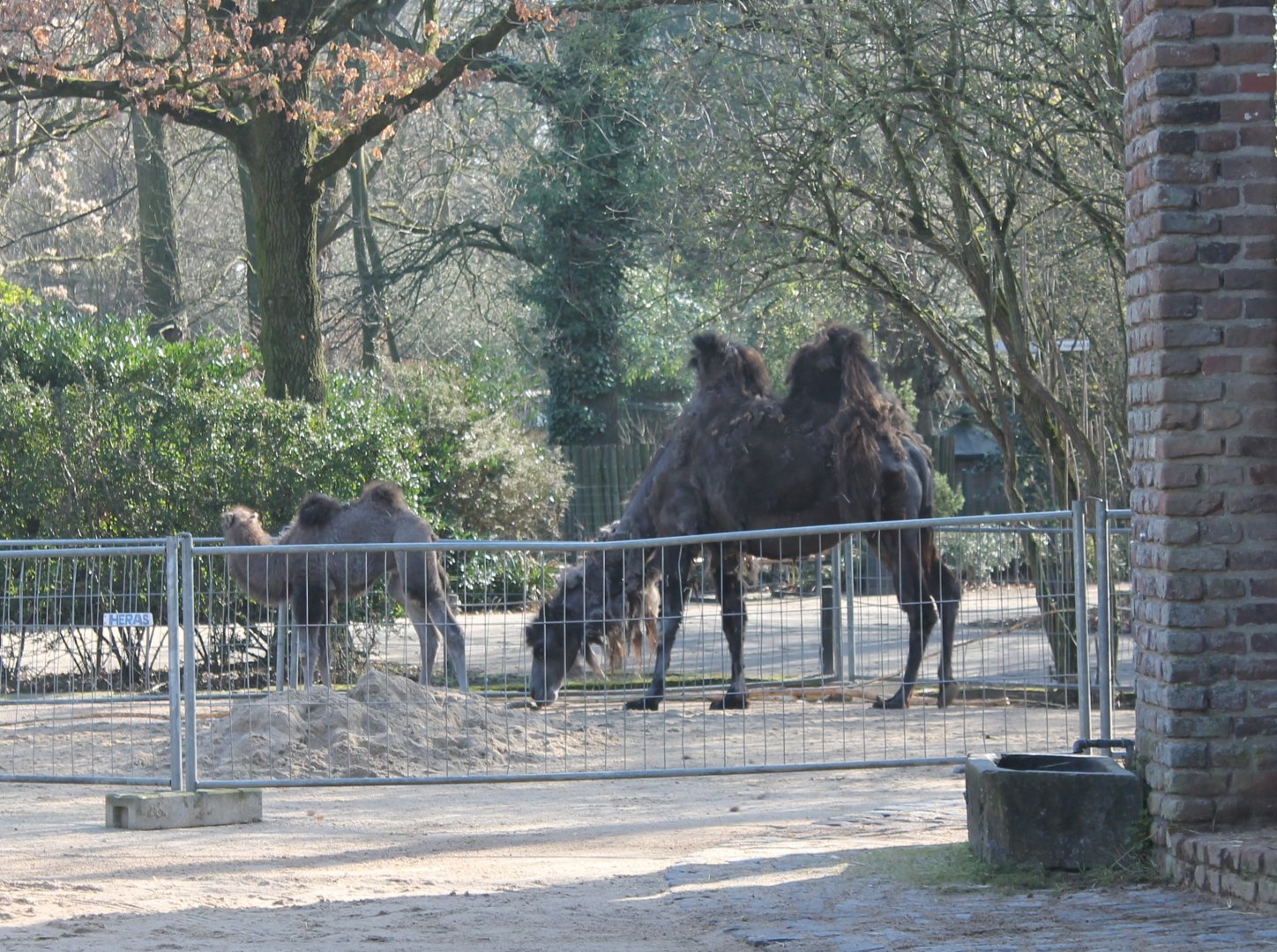 Seperated Camel with calf