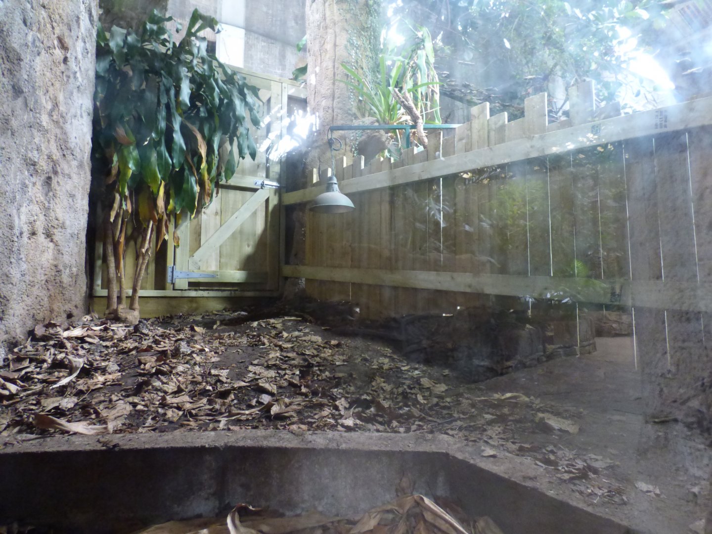 Seperated-off part of Spectacled Caiman enclosure