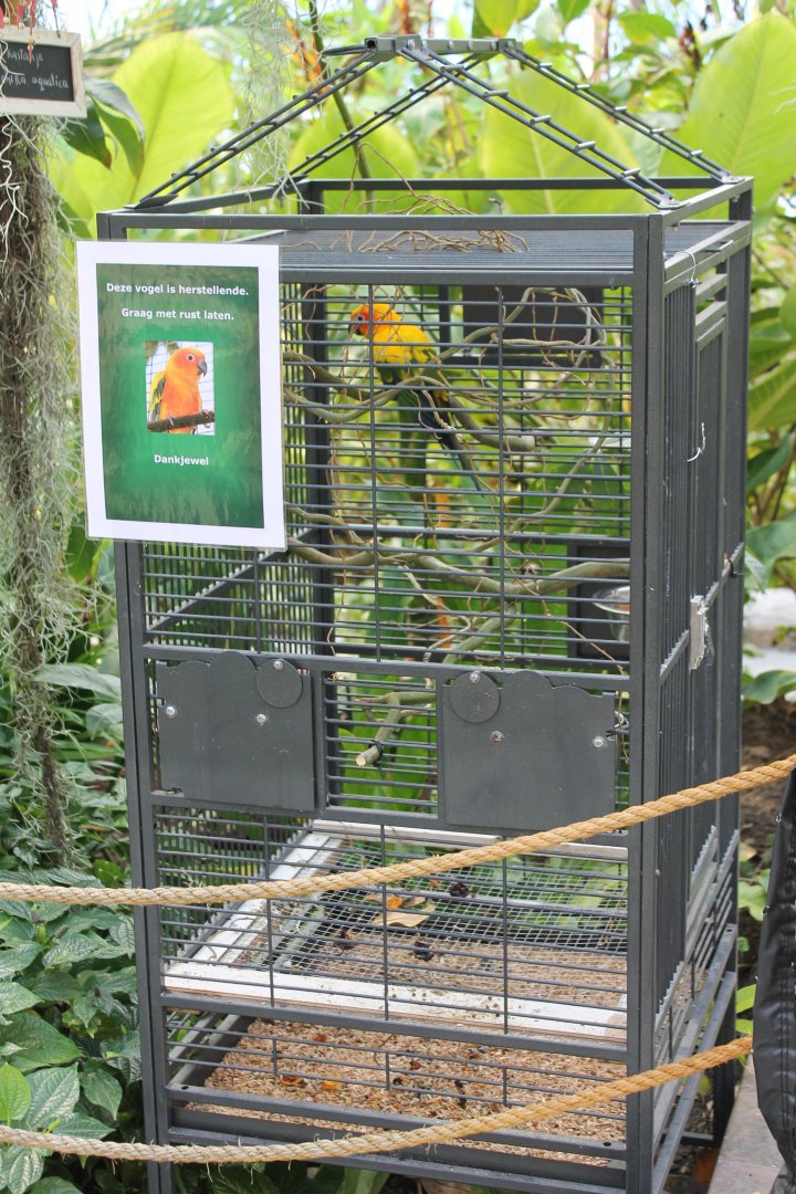 Seperated Sun conure