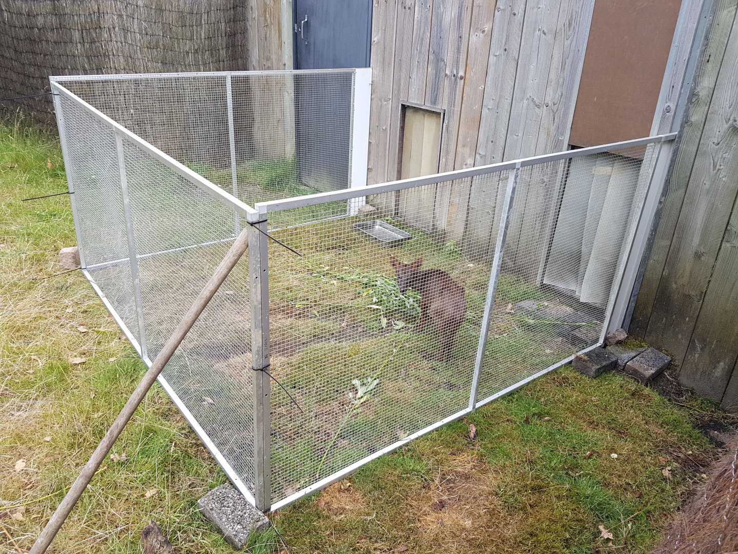 Seperation-cage Southern pudu