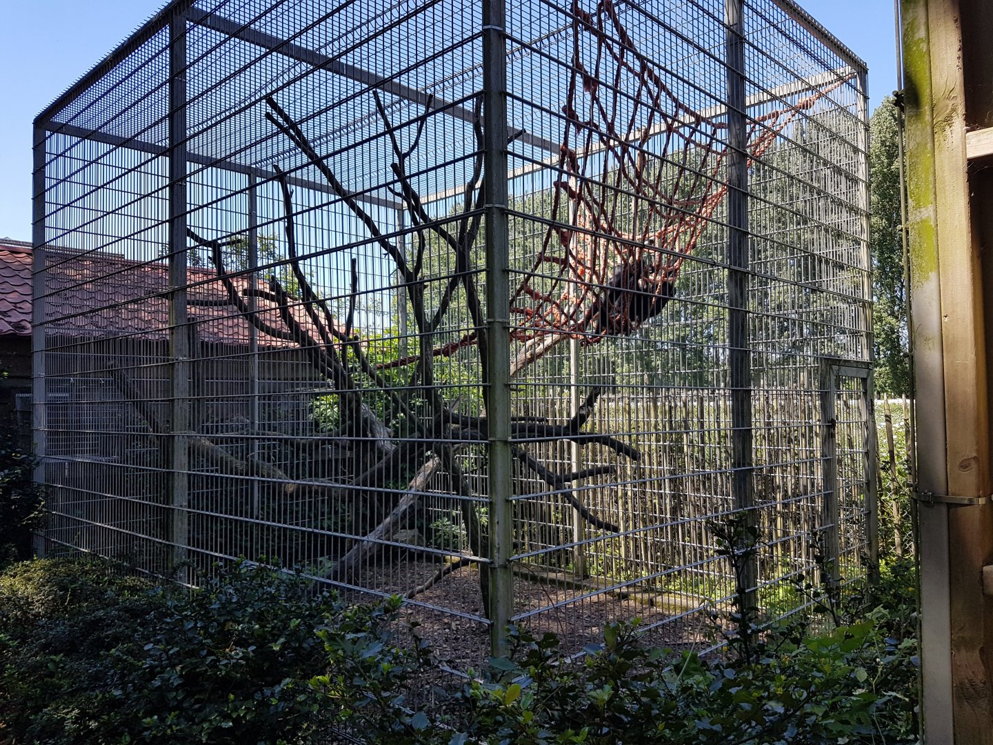 Seperation-cage Spider monkey