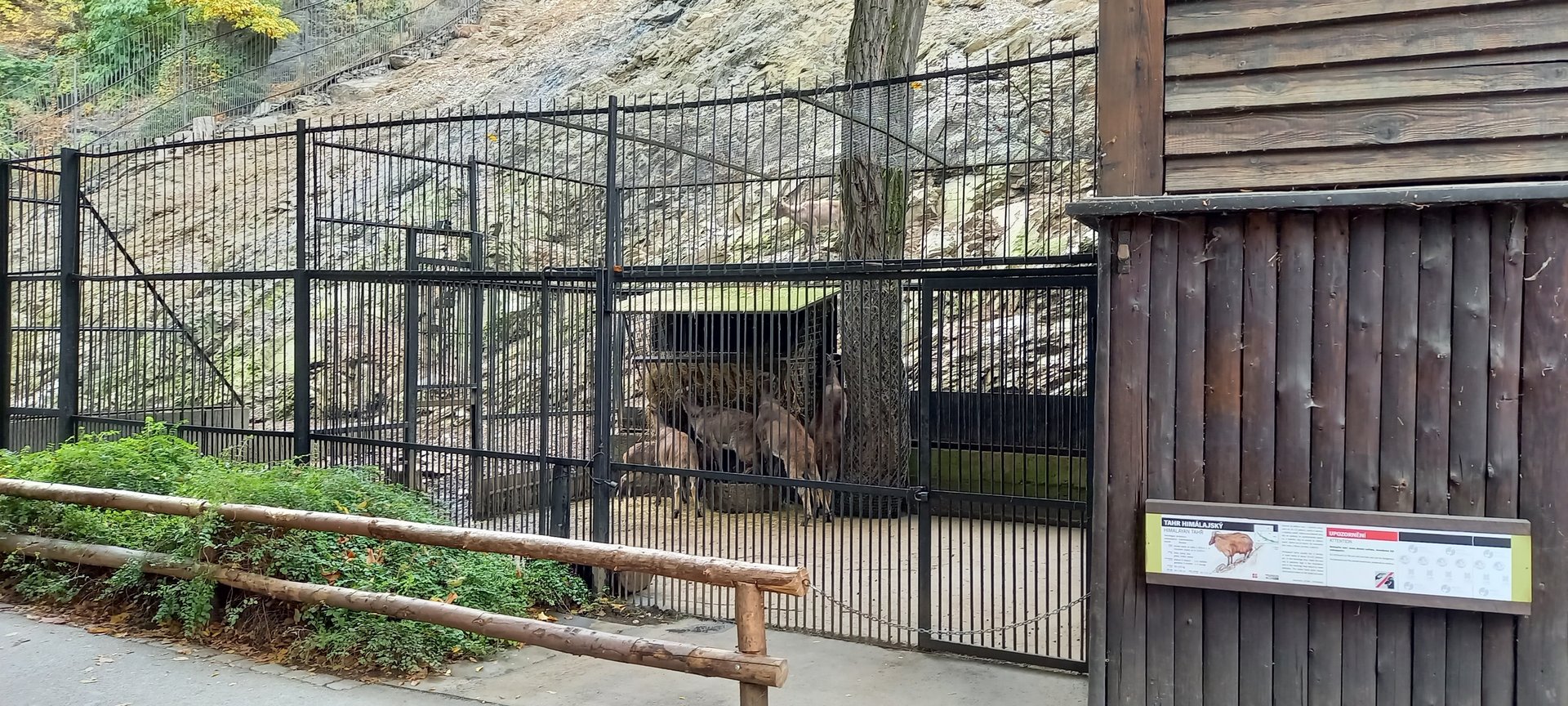 Seperation enclosure Himalayan thar