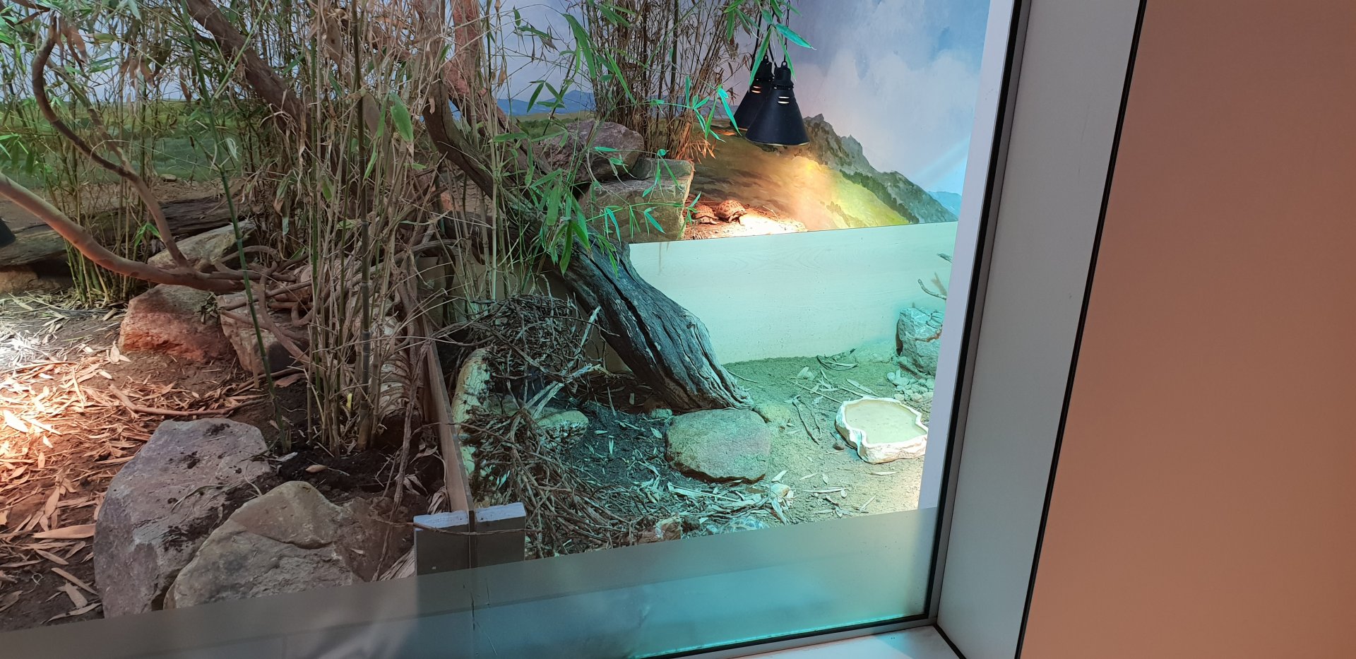 Seperation enclosures Common spider tortoise