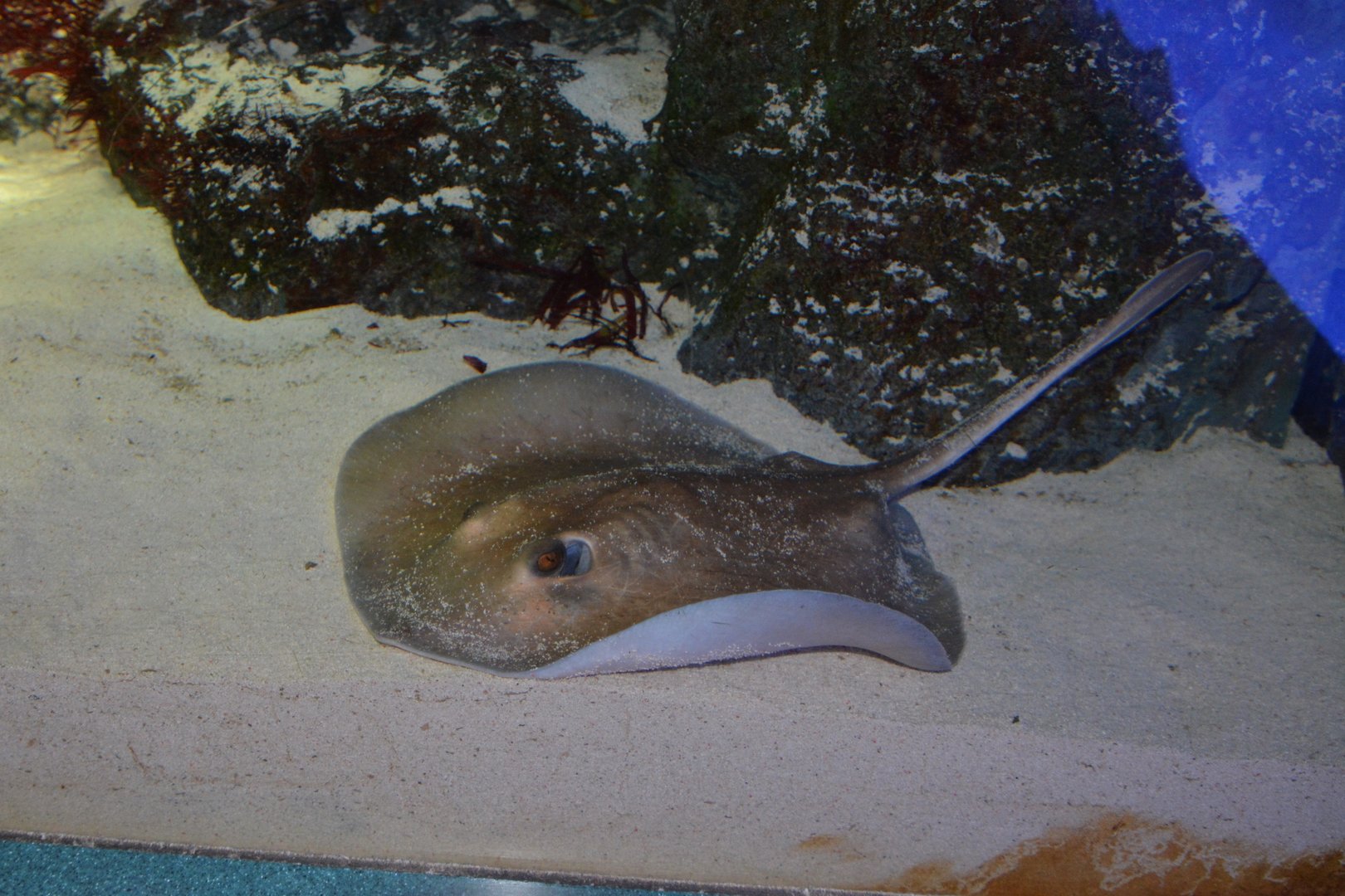 Sepia stingray (Urolophus aurantiacus)