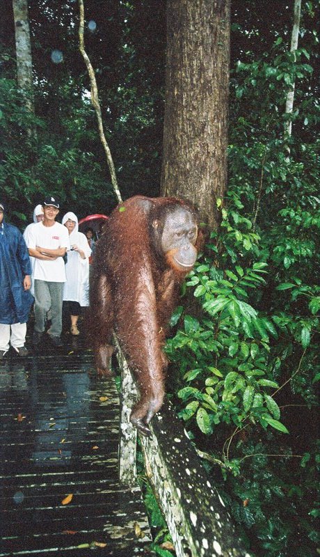 Sepilok Orang Utan Rehabilitation Centre, Borneo