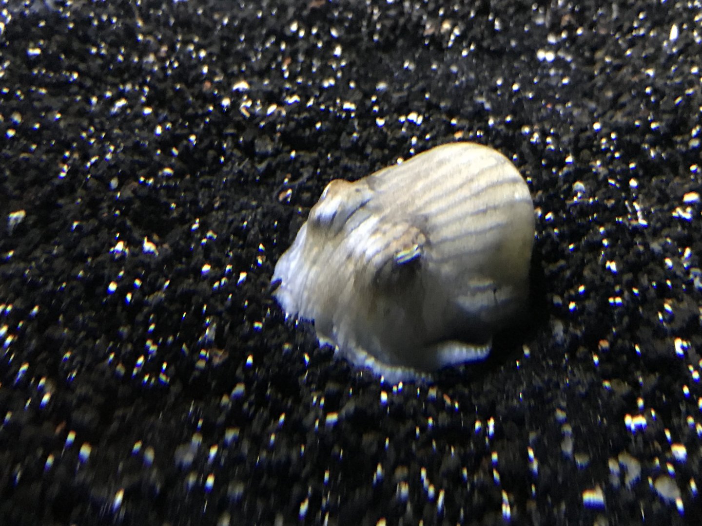 Sepioloidea lineolata