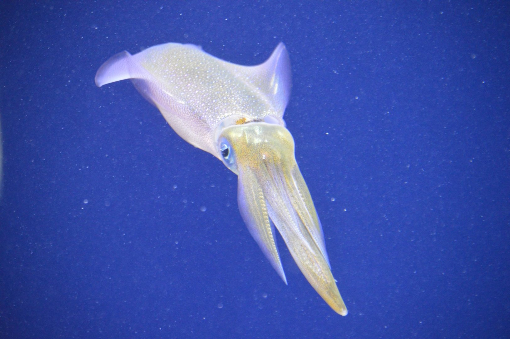 Sepioteuthis lessoniana