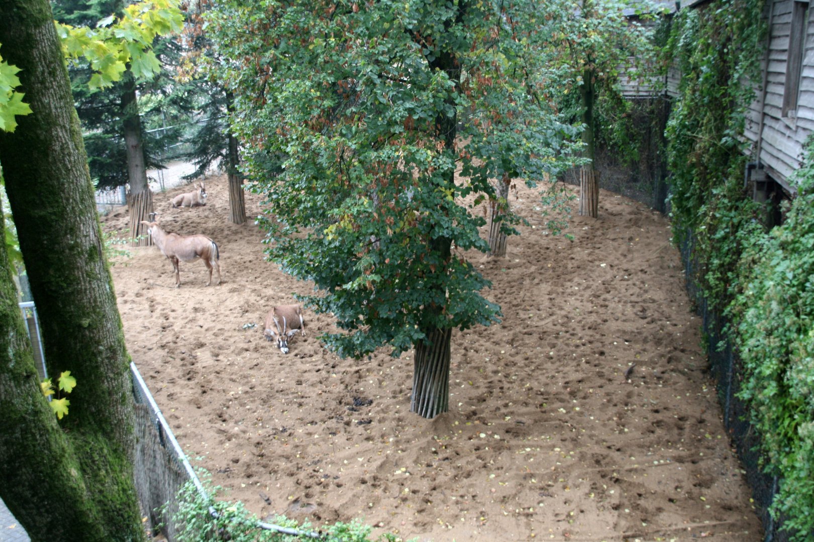 sepparation pen in the safari section