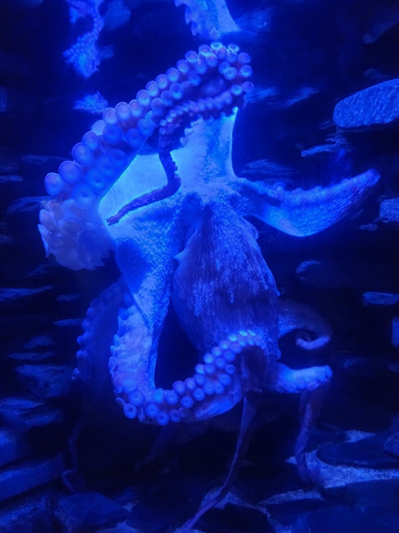 Sept. 2025- Giant Pacific Octopus