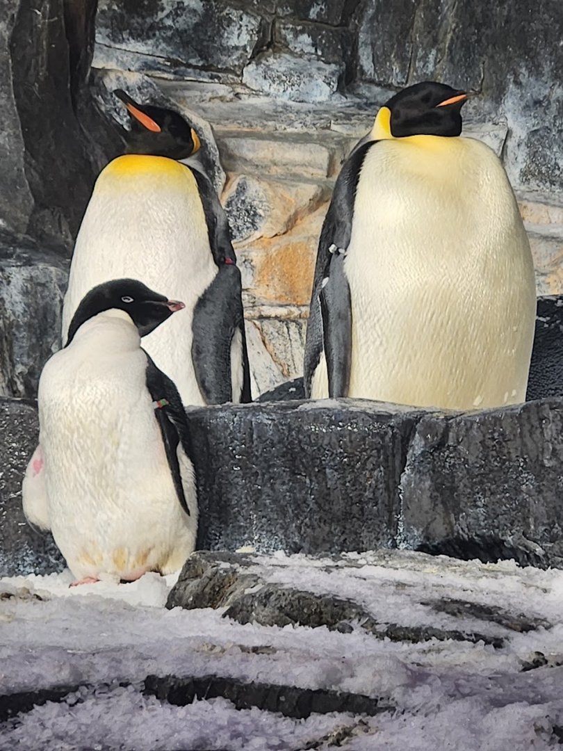 Sept. 2025- King, Emperor, & Adelie Penguins