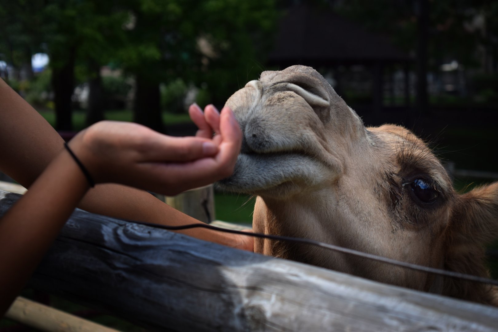 [September 2018] dromedary camel (Camelus dromedarius) looking for food in visitor's hand
