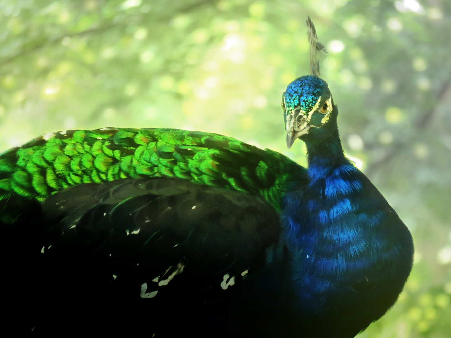 [September 2018] Indian peafowl (Pavo cristatus)