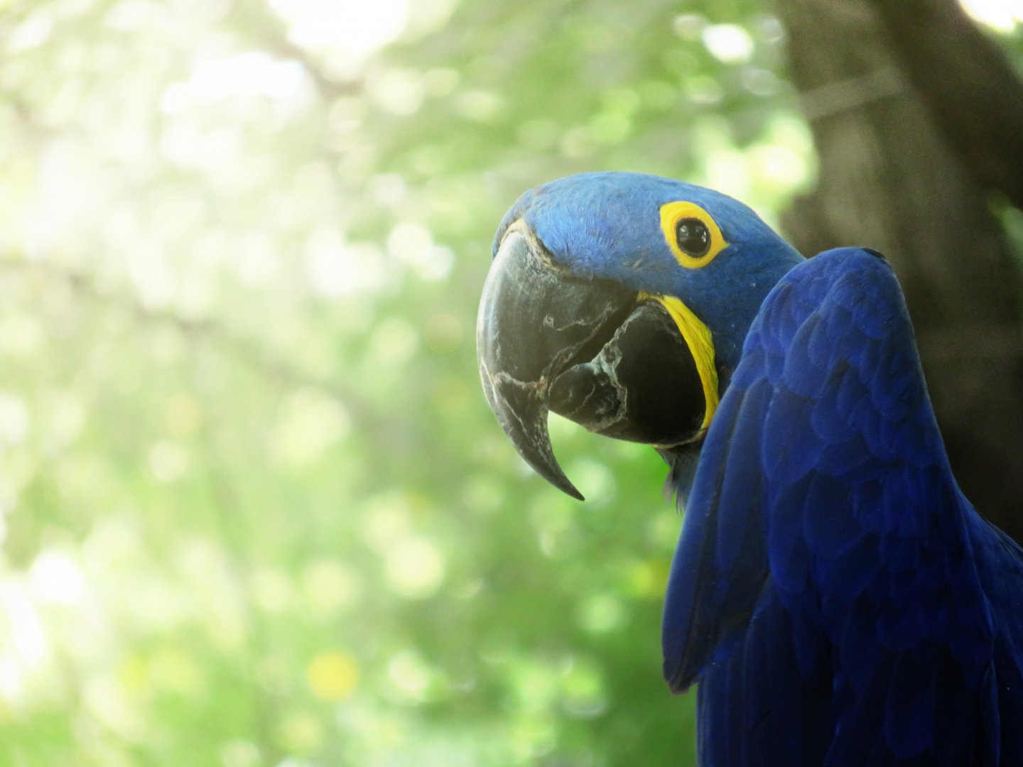 [September 2018] Tier Garten- Hyacinth macaw (Anodorhynchus hyacinthinus)